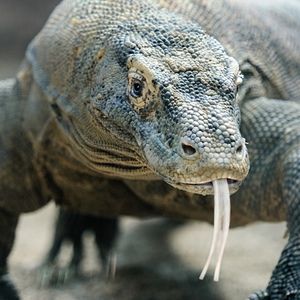 Meet your Posher, Brucejuice